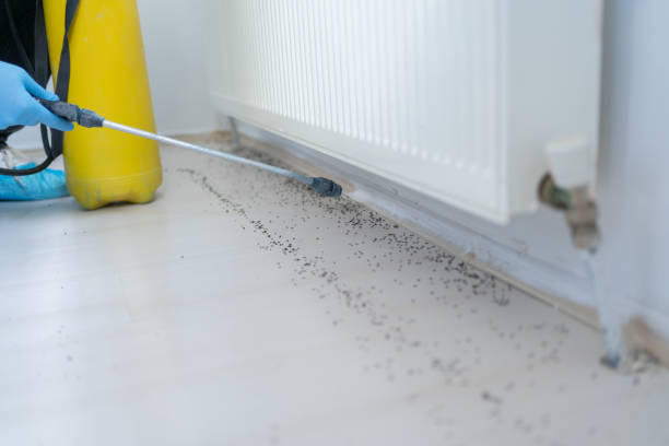 Reliable Hokendauqua, PA Pest Control Solutions
